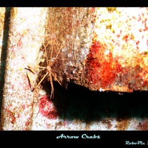 Oriskany Arrow Crabs
