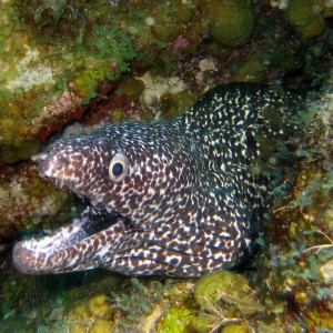 Spotted Moray 2007