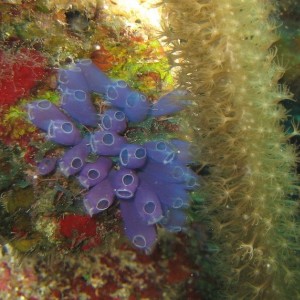 Blue Tunicates