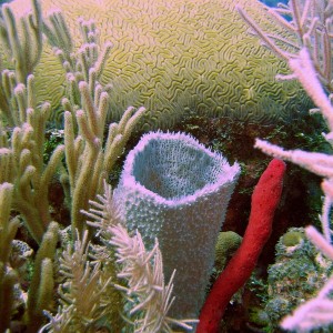 Corals & Sponges