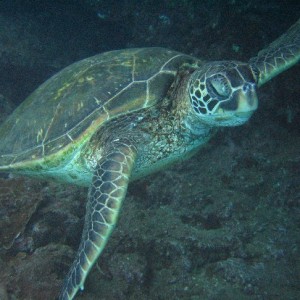 Young sea turtle.