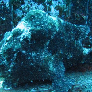 Frogfish1