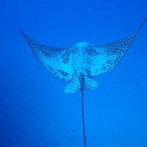 Eagle Ray