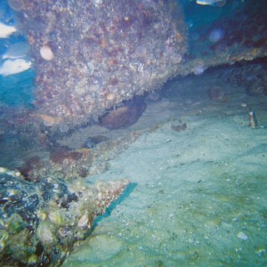 Giant Conch Shell and Octopus