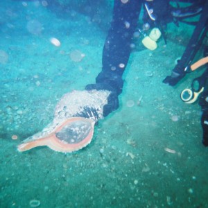 Giant Conch