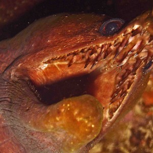 Moray at PPBaixo Cabo Verde