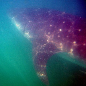 Whale Sharks Big Boy
