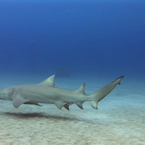 Lemonshark by Dan Deck