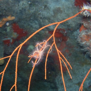 Brittle star hanging on tight