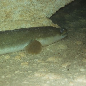 Close_up_of_4_eel