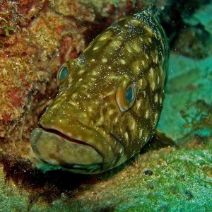 Grouper PPBaixo by Fonsky