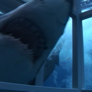 Great White Shark inside my cage
