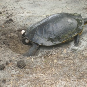 Turtle lays eggs