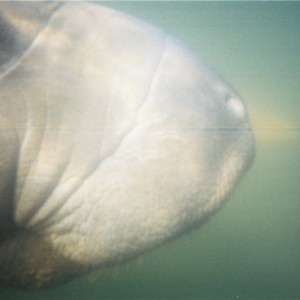 Baby Manatee2