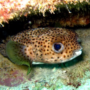 Puffer Fish