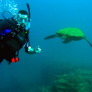 turtle_swimming