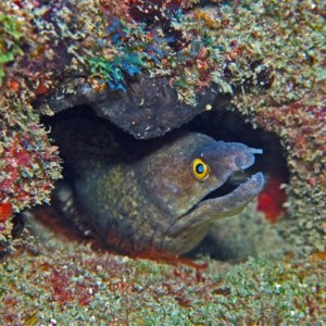 Eel