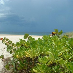 Beach at Lauderdale by the Sea