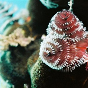 Christmas Tree Worm