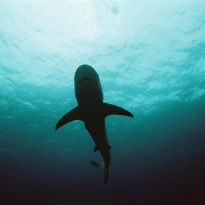 Caribbean Reef Shark, Bahamas