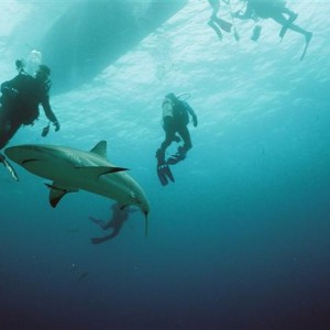 Caribbean Reef Shark