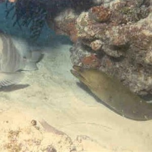 Nassau_Grouper_and_Green_Moray_Facing_Small_