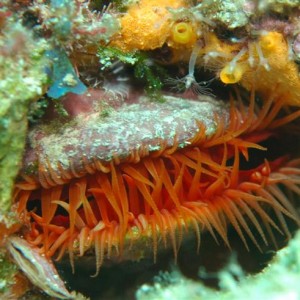 Flame Scallop