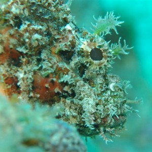 ScorpionFish