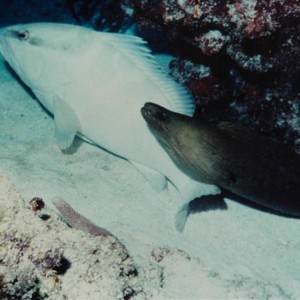 Nassau Grouper and Green Moray