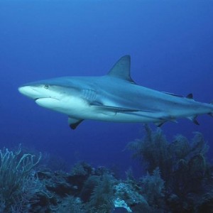 Caribbean Reef Shark