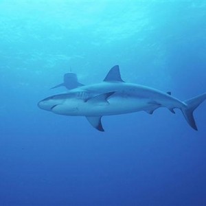 Caribbean Reef Shark, Bahamas