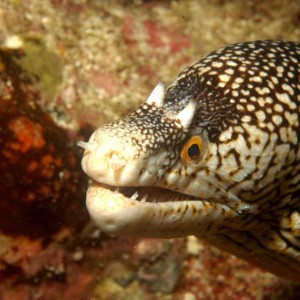 Moray by TG