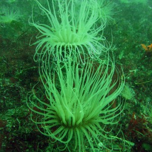 Anemone