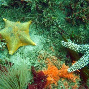 Starfish