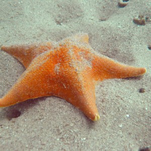 Starfish