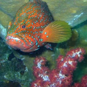 Coral grouper