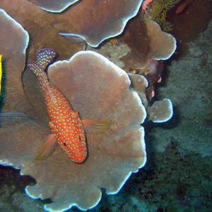 Fish on hard coral