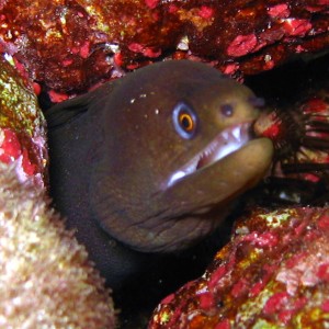 golden_tail_moray