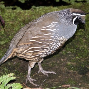 quail1