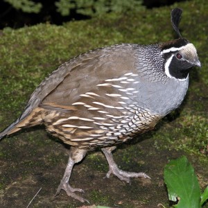 quail2