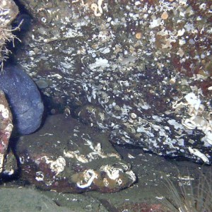 Madrona Point Wolf Eels