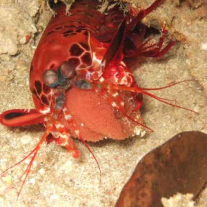 Mantis Shrimp with eggs