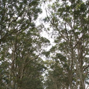 tree_tunnel_road