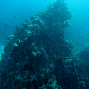 2007-04-03_-_Dive_2_-_Sharm_-_Middle_garden_-_Pinnacle_with_glassfish