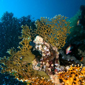 2007-04-03_-_Dive_2_-_Sharm_-_Middle_garden_-_fire_coral