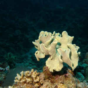 2007-04-03_-_Dive_2_-_Sharm_-_Middle_garden_-_Rough_leather_coral