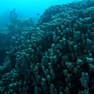 2007-04-03_-_Dive_2_-_Sharm_-_Middle_garden_-_Coral_columns