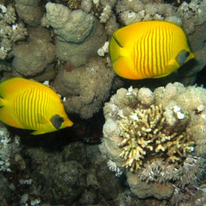 2007-04-03_-_Dive_2_-_Sharm_-_Middle_garden_-_Butterfly_fish