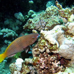 2007-04-03_-_Dive_2_-_Sharm_-_Middle_garden_-_Bicolour_parrotfish_feeding