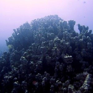 2007-04-03_-_Dive_2_-_Sharm_-_Middle_garden_-_Coral_mound